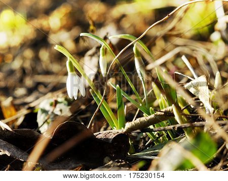 The earliest spring flowers. Snowdrops. Sweethearted nature.