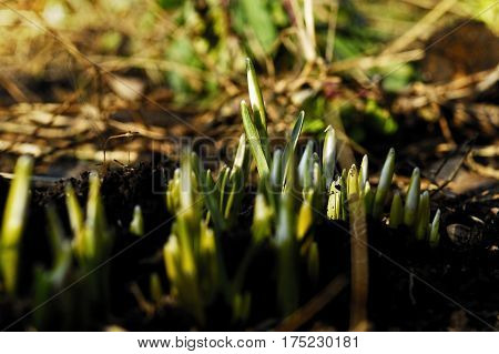 The earliest spring flowers. Snowdrops. Sweethearted nature.