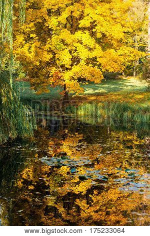 Autumn in park Aleksandriya. landscape. tree. lake.
