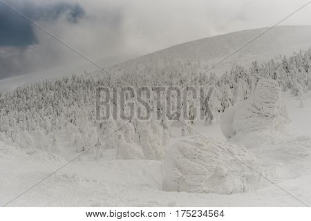 Snow Monster At Zao Mountain