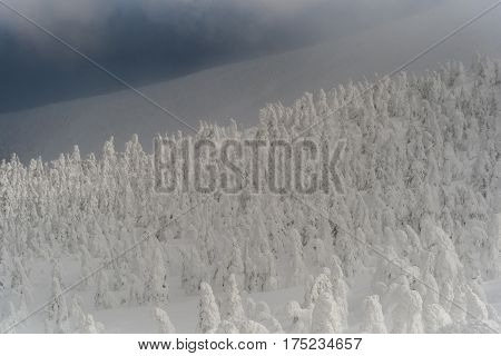 very beautiful snow monster at zao mountain yamagata japan