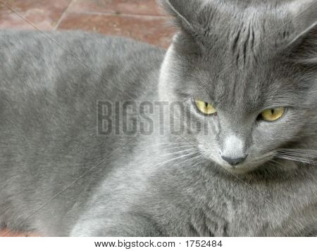 Красивая ангорские кошки