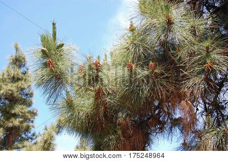 branch of the Canary pine with long needles and small cones against the background of the blue clear sky