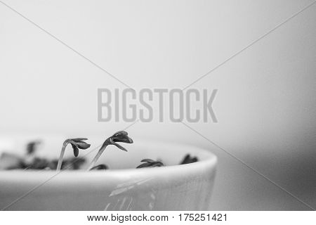 cuckooflower Easter in a small porcelain bowl
