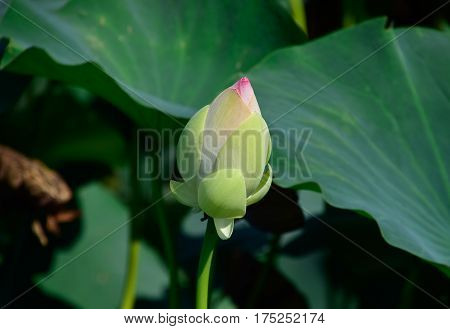 Pond With Lotuses. Lotuses In The Growing Season. Decorative Plants In The Pond