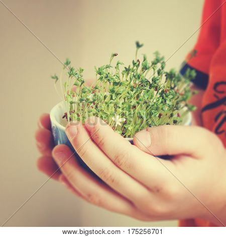 cuckooflower Easter in a small porcelain bowl in baby hands