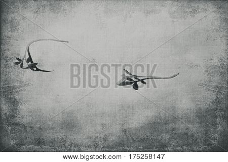 cuckooflower fresh shoots in the spring sunshine