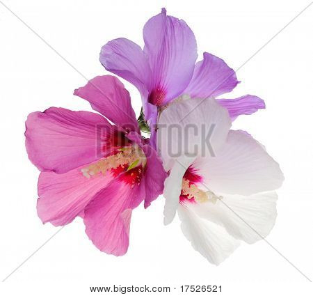 tre blomster isoleret på hvid baggrund