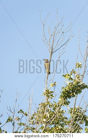 Northern Flicker perched on bush (vertical format)