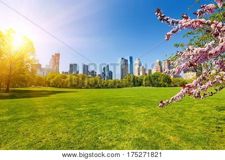 Central park at spring sunny day, New York City