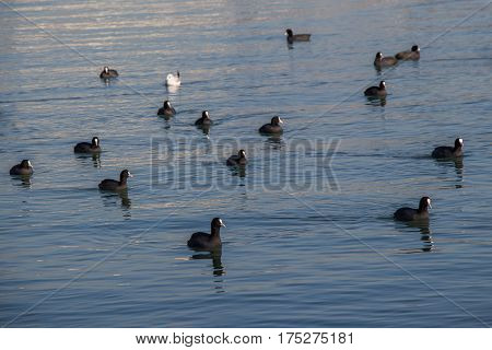 Birds Swim Calmly On The Sea Surface