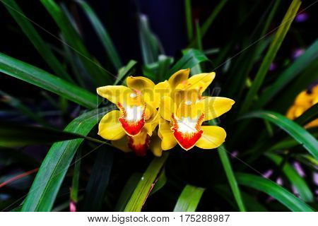 The Cymbidium insigne orchid in the garden