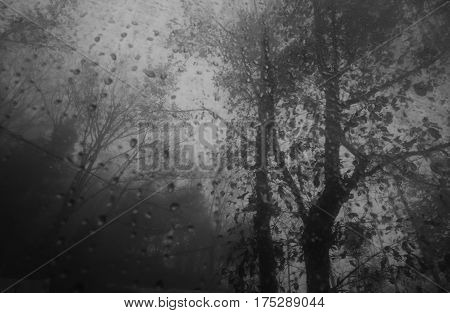 trees with dew drop on glass and the mist in Luoping, China