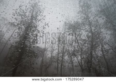 trees with dew drop on glass and the mist in Luoping, China