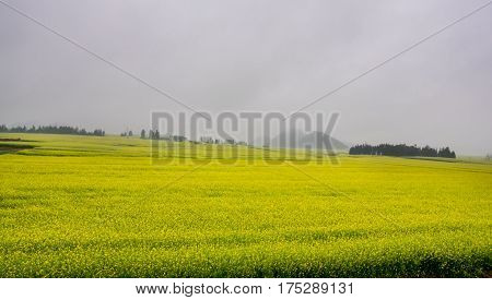 Canola field, rapeseed flower field with the mist in Luoping, China