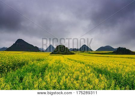 Canola field, rapeseed flower field with the mist in Luoping, China