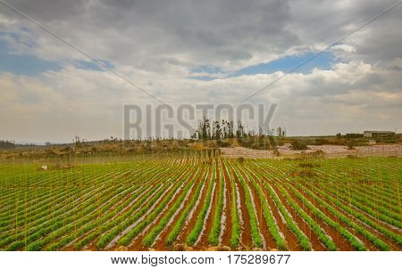 Canola field, rapeseed flower field with the mist in Luoping, China