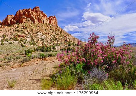 Tamarisk blooming in desert with pink flowers. Salt Cedar. Escalante National Monument. Moab. Utah. United States.