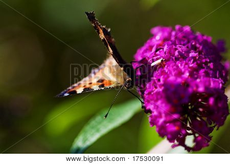 Urticae Nymphalis ผีเสื้อ tortoiseshell บนม่วงเป็นสีม่วงพืชฤดูร้อน - buddleja davidii