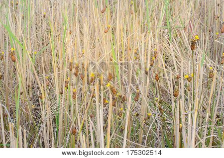 The Grass On The Rice Farming Season.