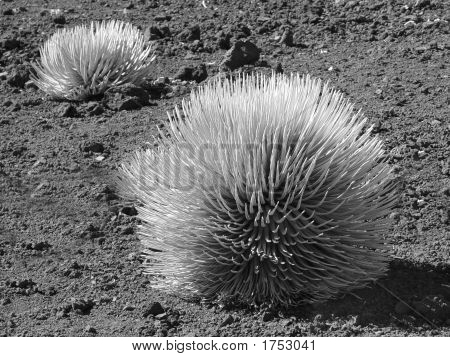 Hawaii Silversword schwarz & weiß