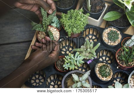 Adult Man Checking Plants Outside Flower Shop