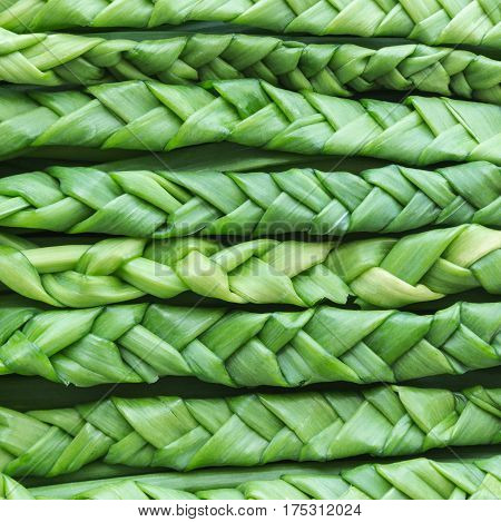 Bow shoots braided in braids. Abstract background. Greenery color