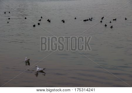 Birds Swim Calmly On The Sea Surface
