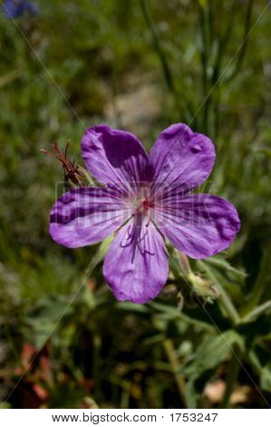 Wildflower: Geranium