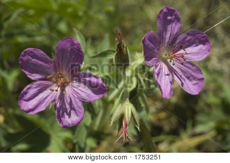 Kwiaty: Pelargonie