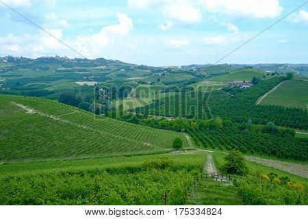 Generic view of Langhe hills on a summer day