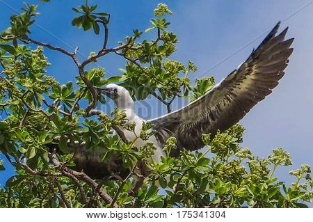 juvenile red footed booby learning how to fly