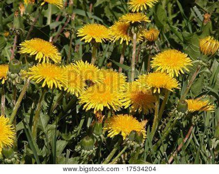 Prado con diente de León amarillo por primavera