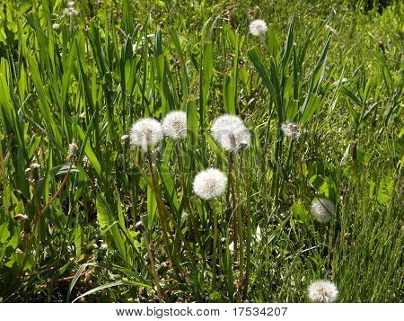 Diente de León blanco sobre un fondo verde