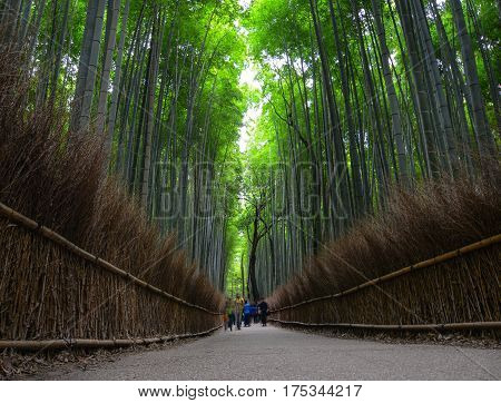 Bamboo Grove At Arashiyama In Kyoto, Japan