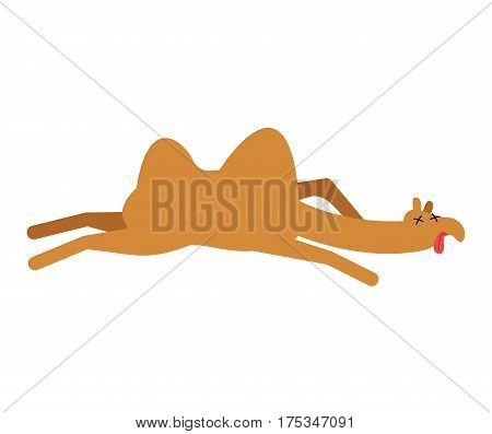 Dead Camel. Animal Desert Dead. Corpse Of Beast