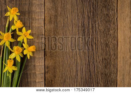 Daffodils on wooden background copy space.Top view.