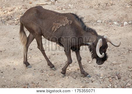 Black wildebeest (Connochaetes gnou), also known as the white-tailed gnu.