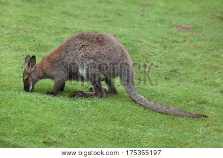 Red-necked wallaby (Macropus rufogriseus), also known as the Bennett's wallaby.