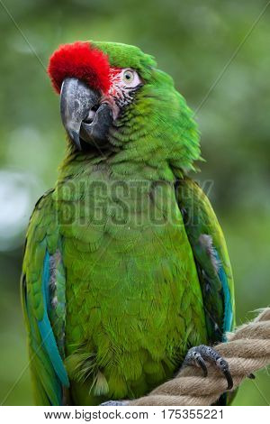 Green military macaw (Ara militaris).