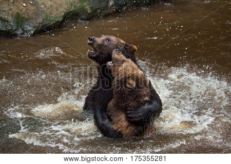 Kamchatka brown bears (Ursus arctos beringianus), also known as the Far Eastern brown bears fighting in water.