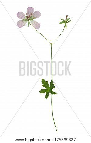 Pressed and dried flower siberian geranium (geranium sibiricum) on stem with green leaves isolated on white background. For use in scrapbooking floristry (oshibana) or herbarium.
