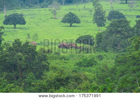 Asian wild elephants in the tropical forest of Kuiburi National Park, Thailand