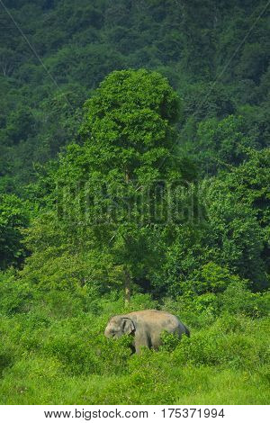 Asian wild elephants in the tropical forest of Kuiburi National Park, Thailand
