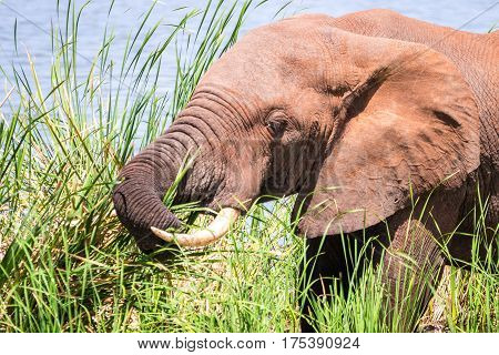 Elephant In Kenya, Africa