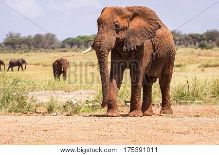 Elephant In Kenya, Africa