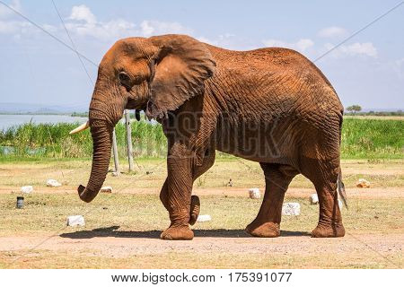 Elephant In Kenya, Africa