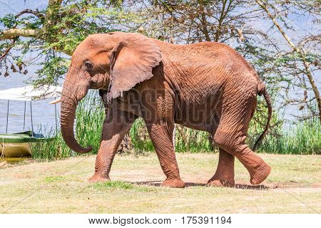 Elephant In Kenya, Africa