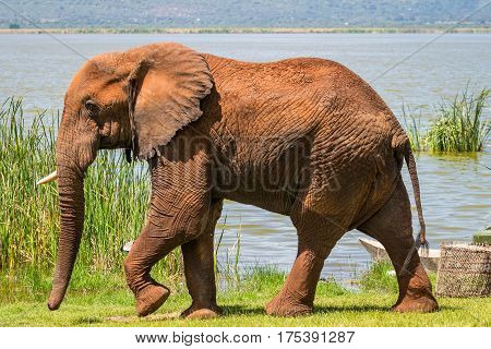 Elephant In Kenya, Africa