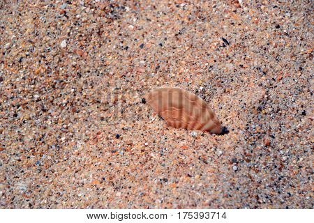 Beige shell on a sunny summer beach